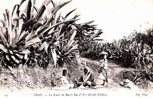 Oran - Ravin Raz-El-Ain - Route  - 1905
